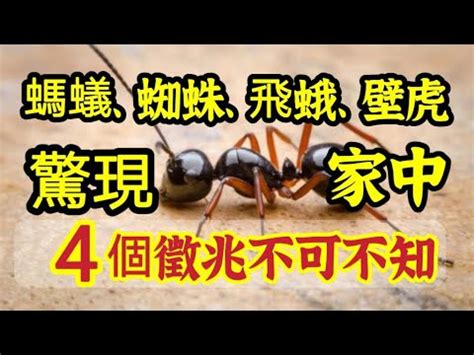 家裡突然很多螞蟻|【消滅螞蟻】家裡有螞蟻怎麼辦？6種天然方法驅逐螞。